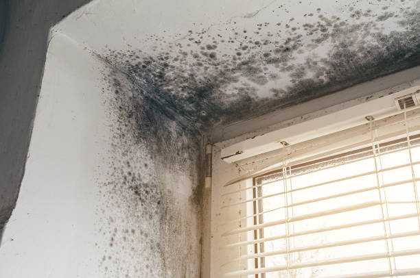 Affordable Basement Mold Removal solutions in Platteville, CO